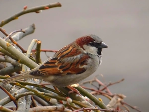 sparrow, Twigs