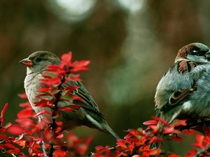 barberry, Two cars, Sparrows