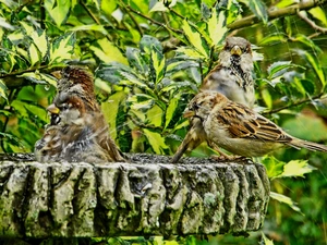 birds, bath, plant, Sparrows
