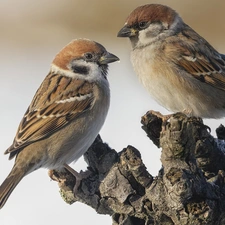 trees, trunk, birds, Sparrows, Two cars