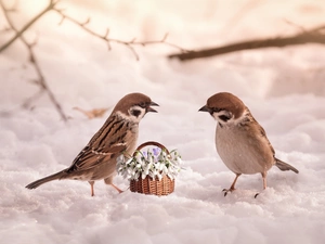 Sparrows, Flowers, snow, snowdrops, winter, birds, Two cars, basket