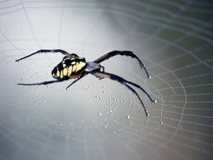 Spider, Argiope