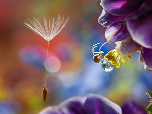 Close, drop, dandelion, spider