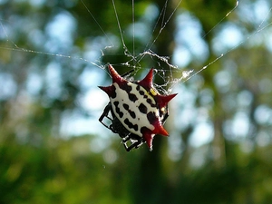 exotic, Gasteracantha, Cancriformis, Spider