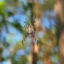 female, Spider, Garden Spider