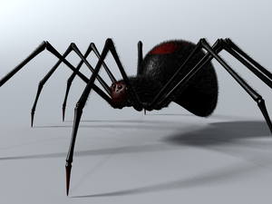 Spider, 3D Graphics