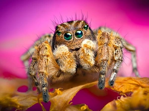 Spider, Zebra Jumper