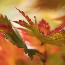 Spider, color, Leaf