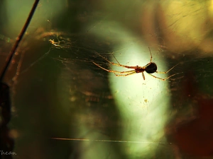 Spider, net