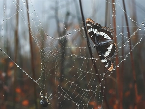 Spider, butterfly, net