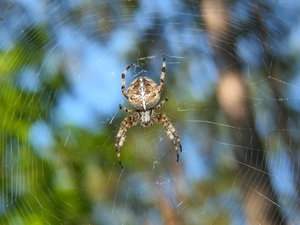 Garden Spider, Spider, Web, female