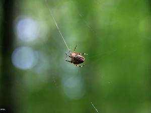 Spider, trestle