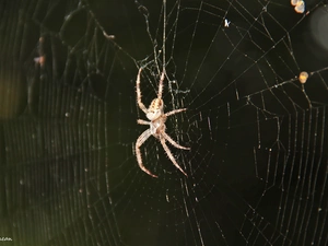 Spider, trestle