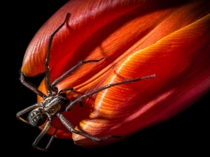 Spider, Red, tulip