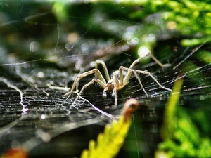 Spider, Web