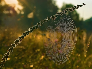 spider, grass, Web