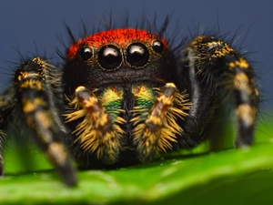 Zebra Jumper, Close, Spider