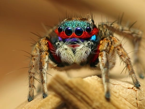 Zebra Jumper, color, Spider
