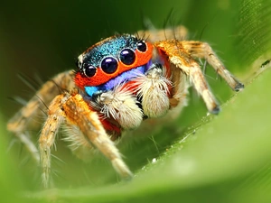 Zebra Jumper, color, Spider