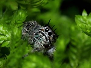 Zebra Jumper, plants, Spider