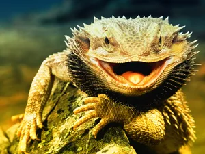 Central Bearded Dragon, Spikes
