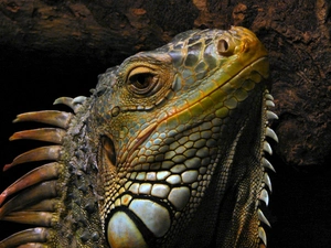 Spikes, Head, iguana