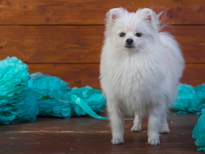 boarding, White, Toy Spitz