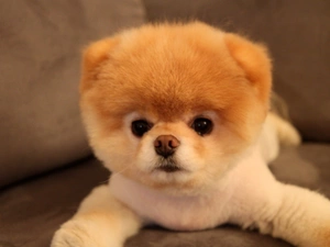 Pomeranian, Puppy, Toy Spitz