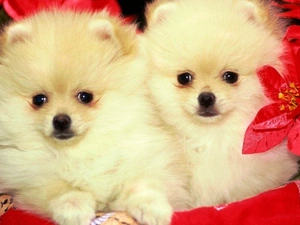 Miniature Spitz, Two cars, Dogs