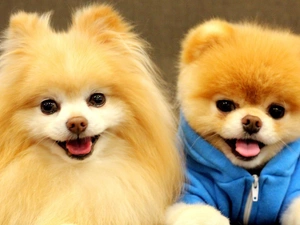 Miniature Spitz, Two cars, puppies
