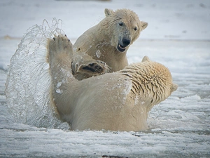 polar, Two cars, Splashed, play, water, bears