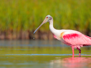 water, Bird, Pink Spoonbill