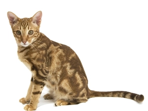spots, Ocicat, Brown