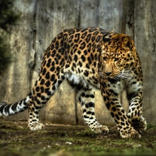 Jaguar, spots