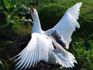 goose, wings, green, spread