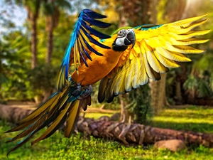 parrot, Spread Wings, Landing, ara
