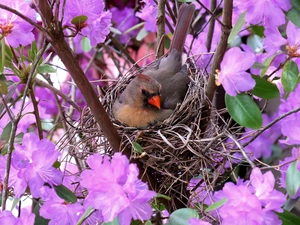 nest, Bird, trees, Spring, flourishing, cardinal
