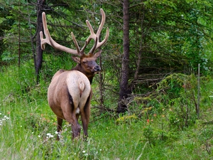 Spring, deer, forest