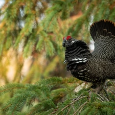 twig, spruce, male, blackcock, Bird