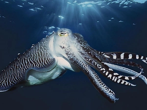 squid, Ocean