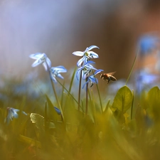 Siberian squill, Flowers, Insect, bee