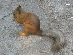 squirrel