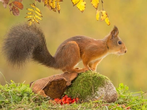 squirrel, autumn