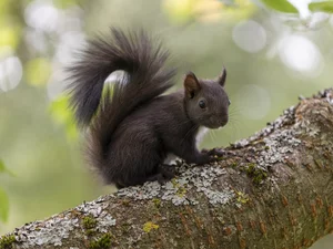 squirrel, young, Brown