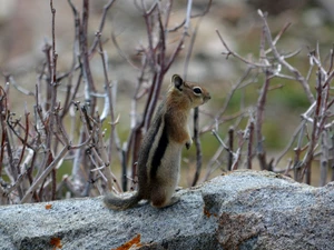 Chipmunk, Spadefoot, Twigs, squirrel