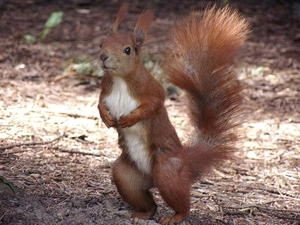 squirrel, feet