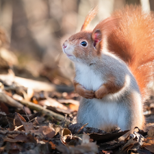 Ginger, dry, Leaf, squirrel