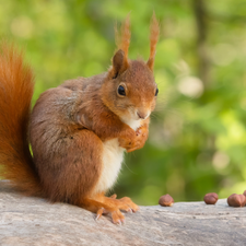 Ginger, trunk, nuts, squirrel