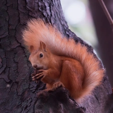 squirrel, trees, Ginger