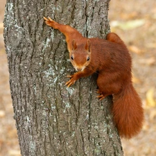 Ginger, trees, trunk, squirrel